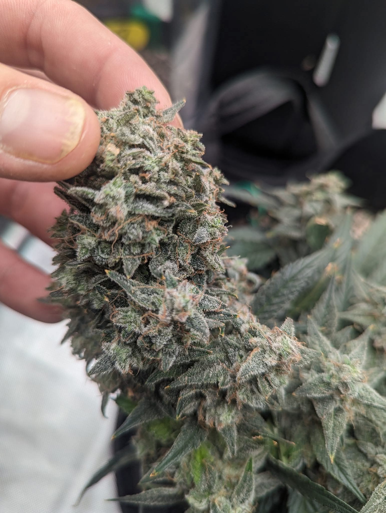 From The Amigos - Photo 12