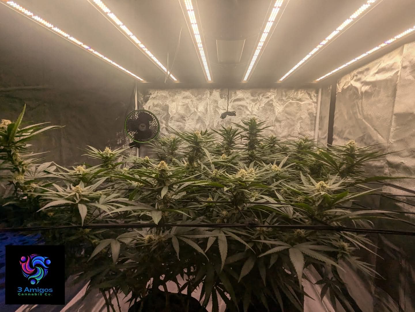 From The Amigos - Photo 13