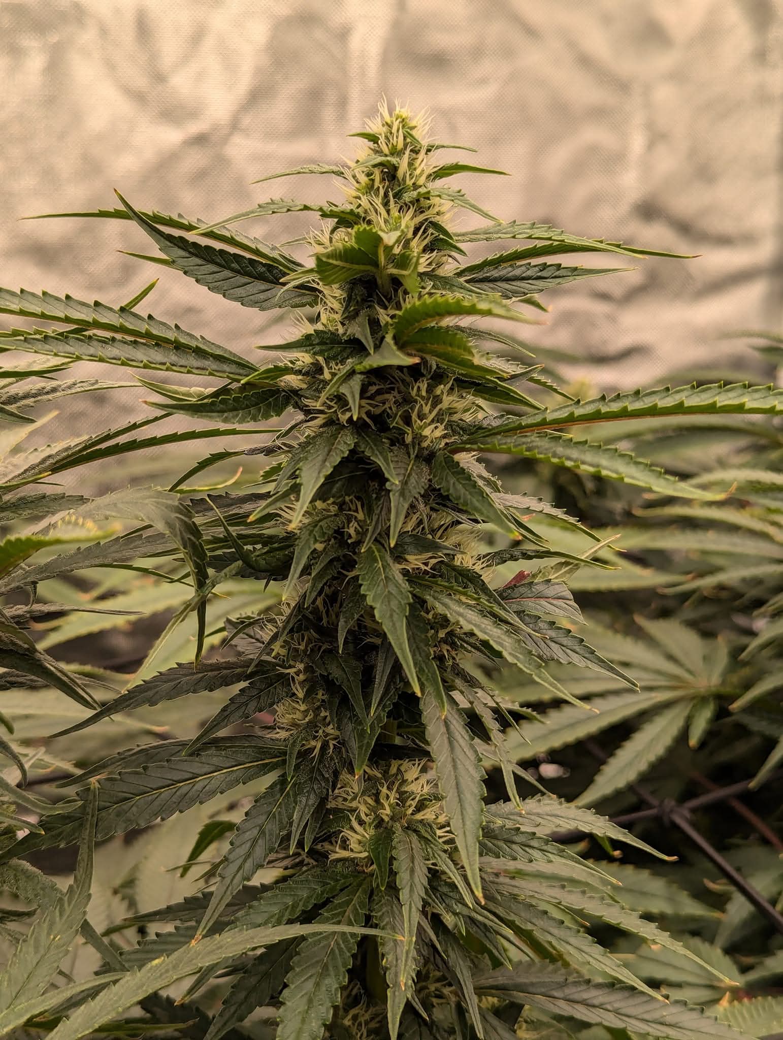 From The Amigos - Photo 14