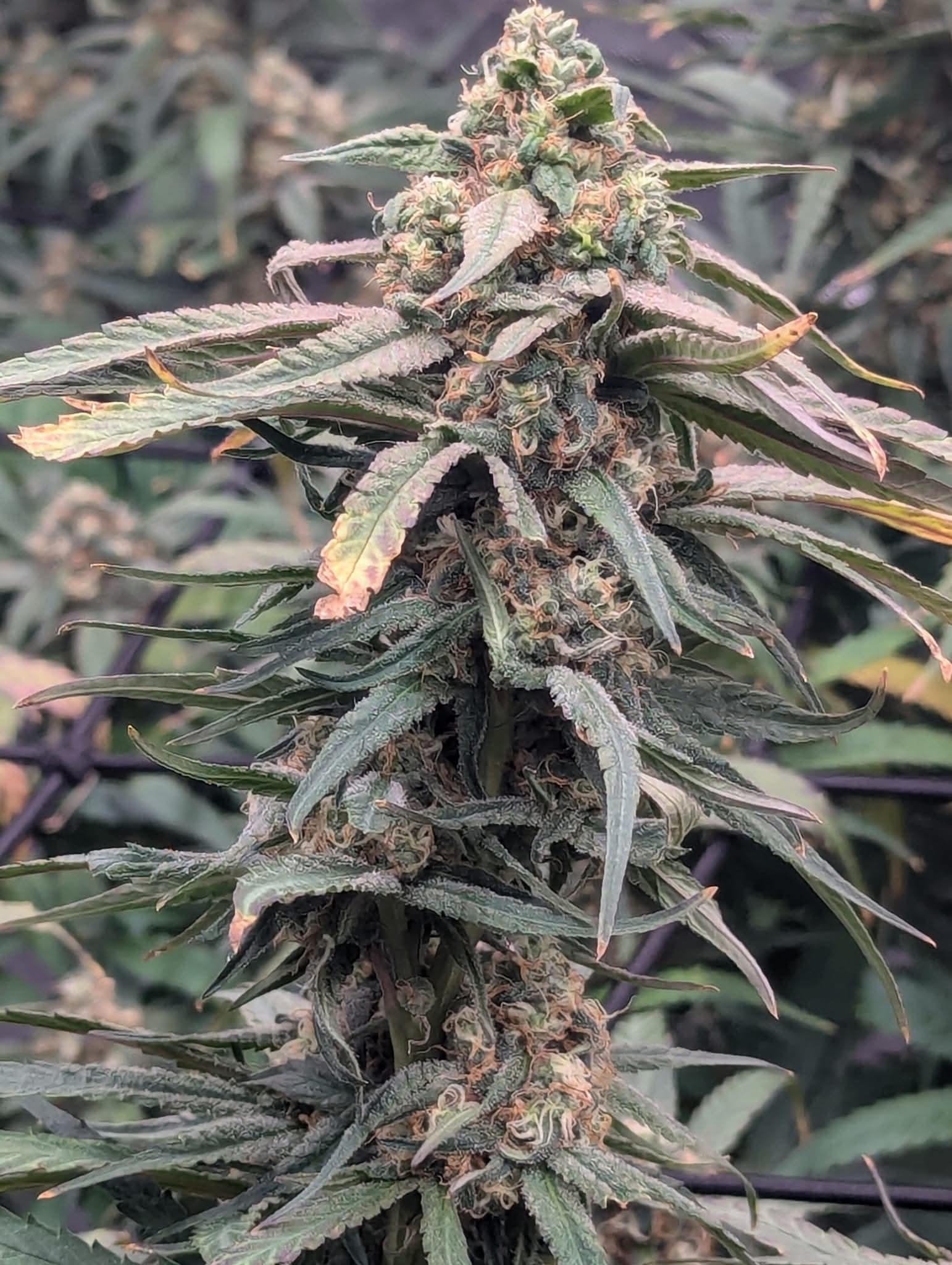 From The Amigos - Photo 16