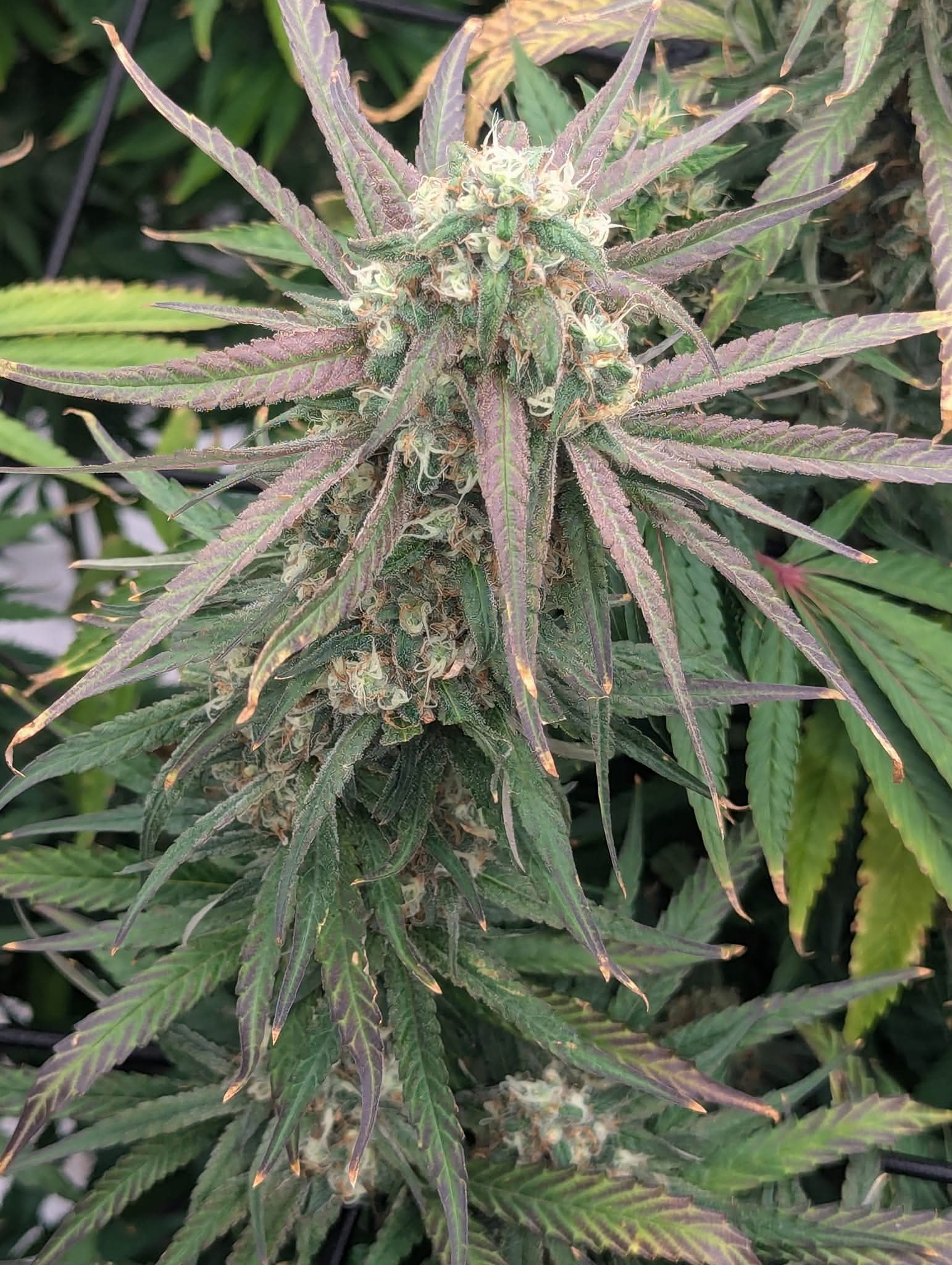 From The Amigos - Photo 17