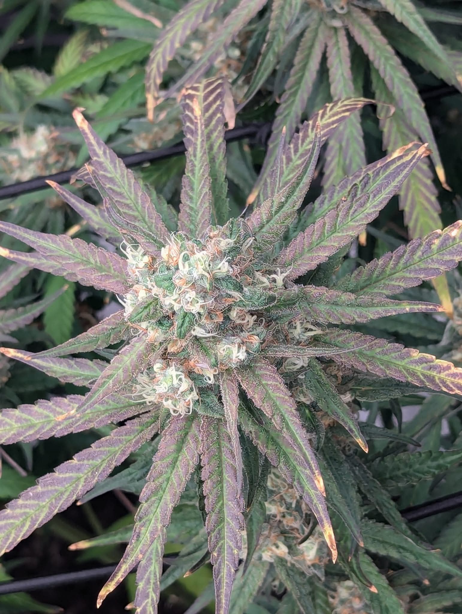 From The Amigos - Photo 18