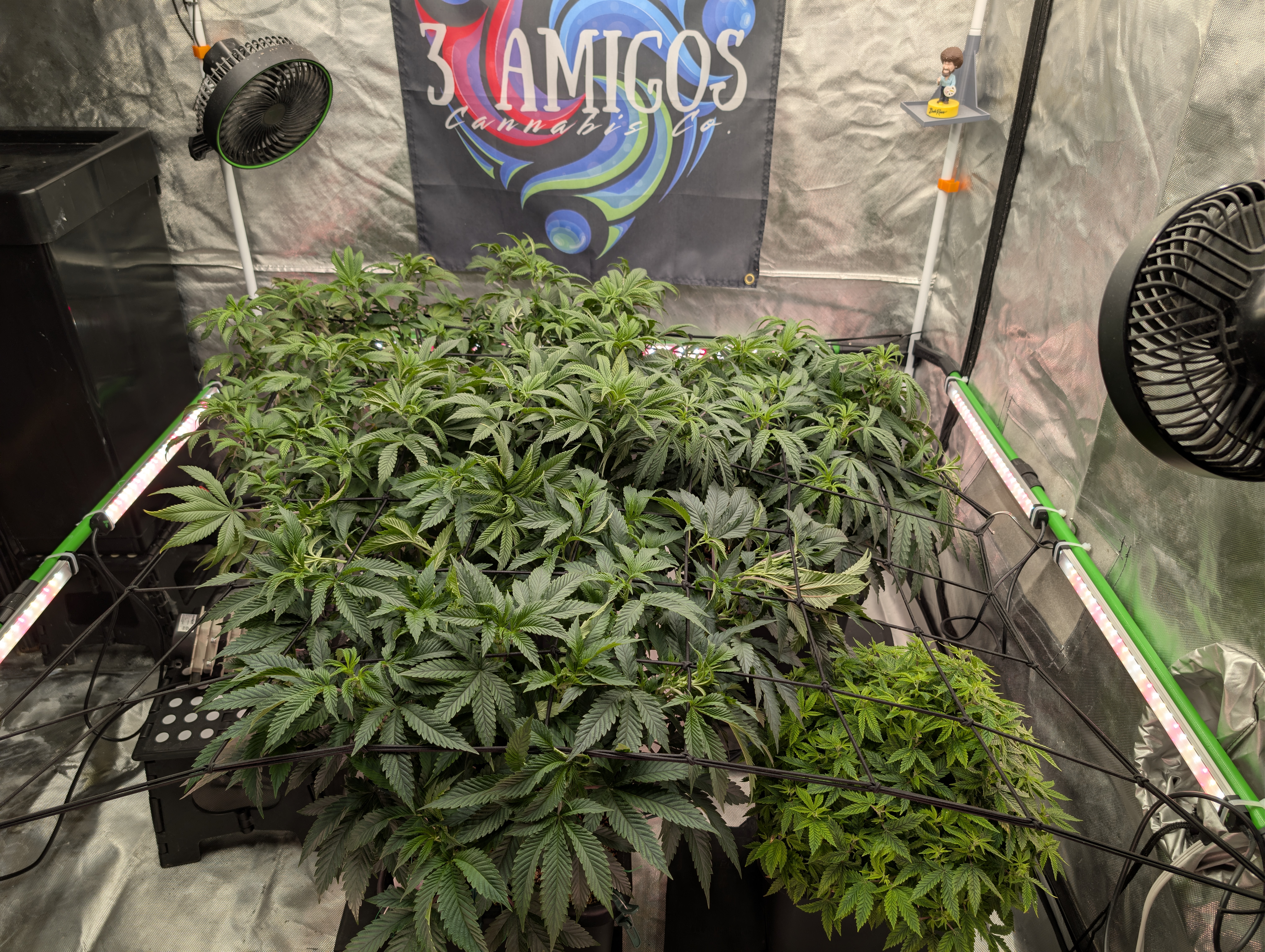 From The Amigos - Photo 21