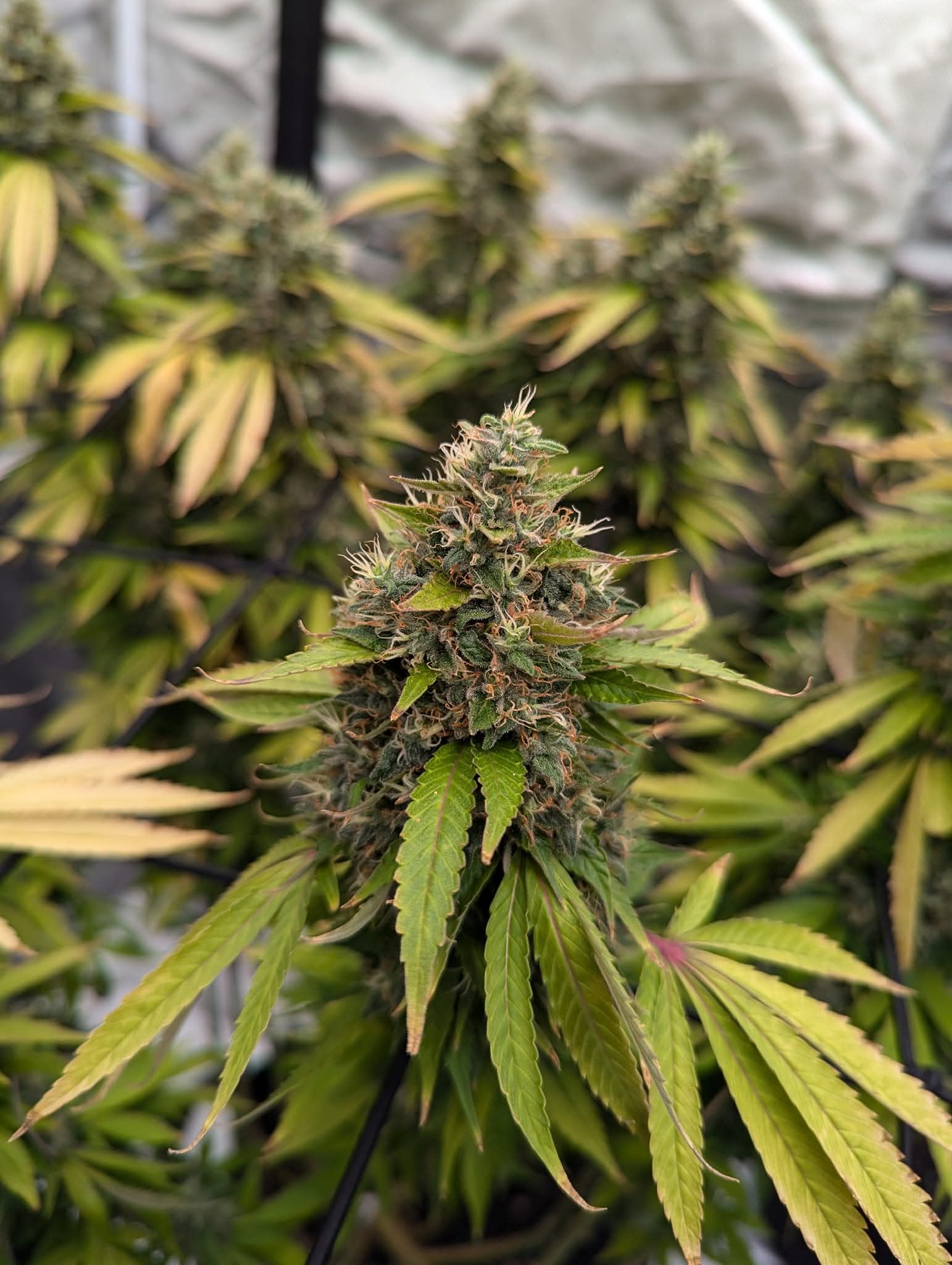 From The Amigos - Photo 22