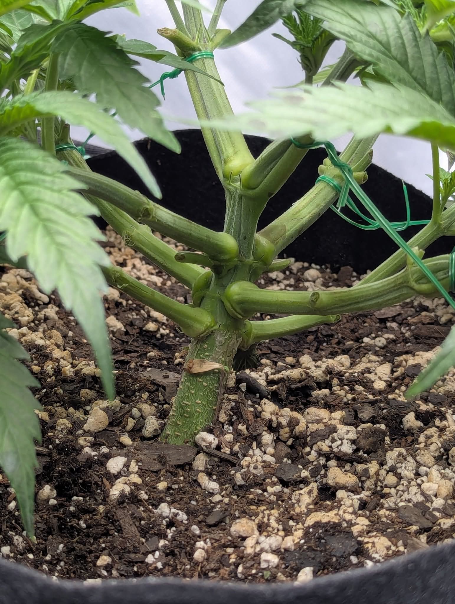 From The Amigos - Photo 32