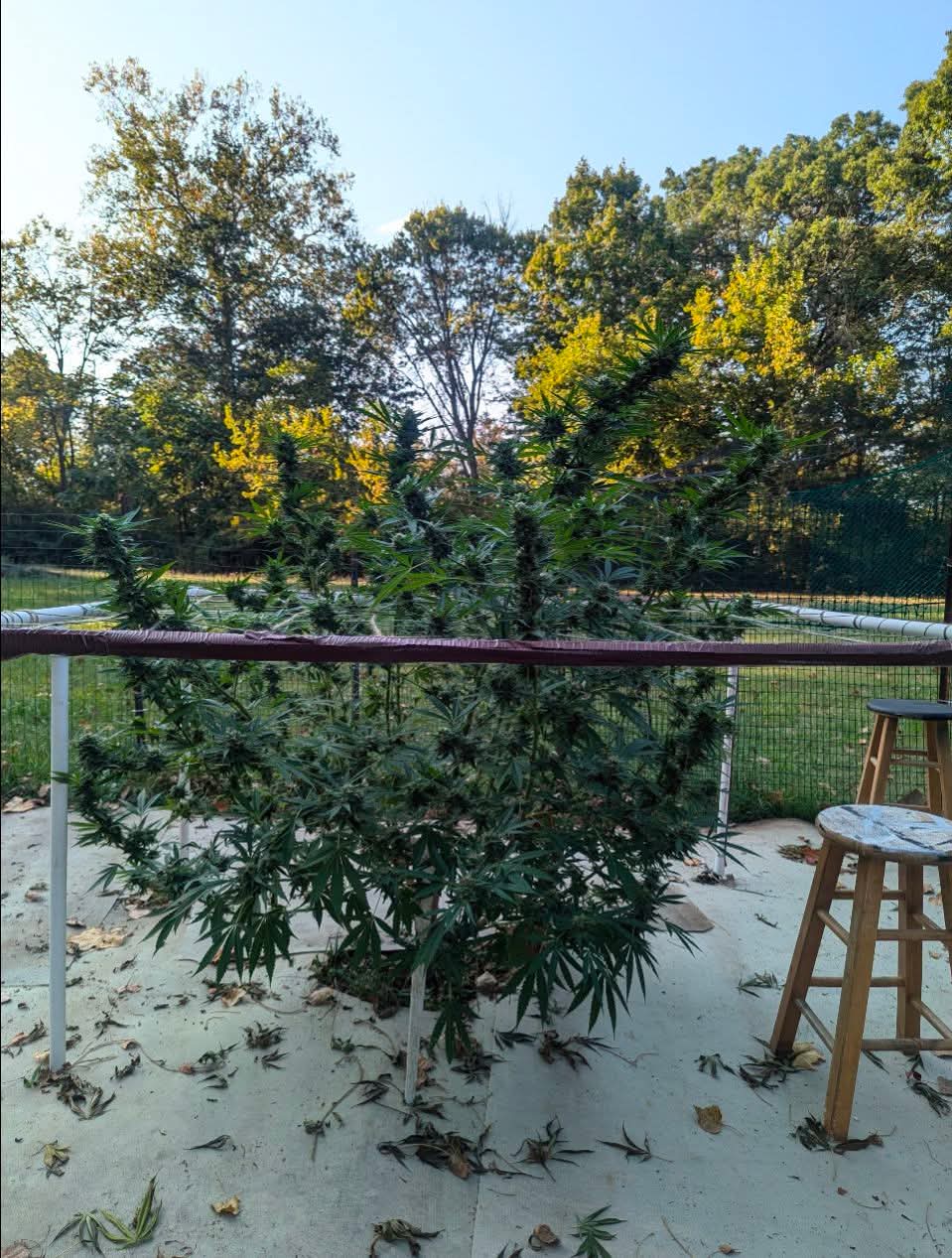 From The Amigos - Photo 37