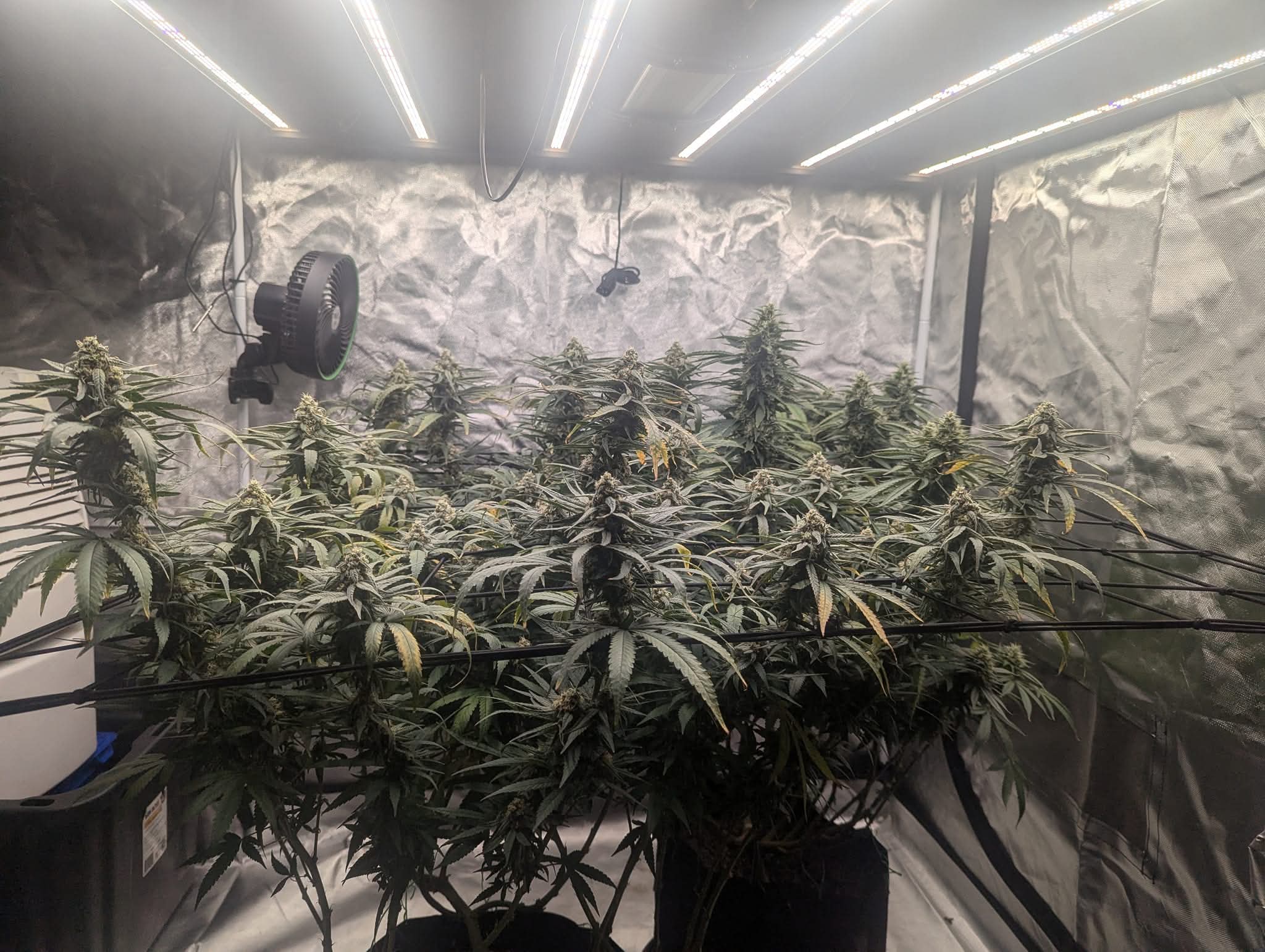 From The Amigos - Photo 8